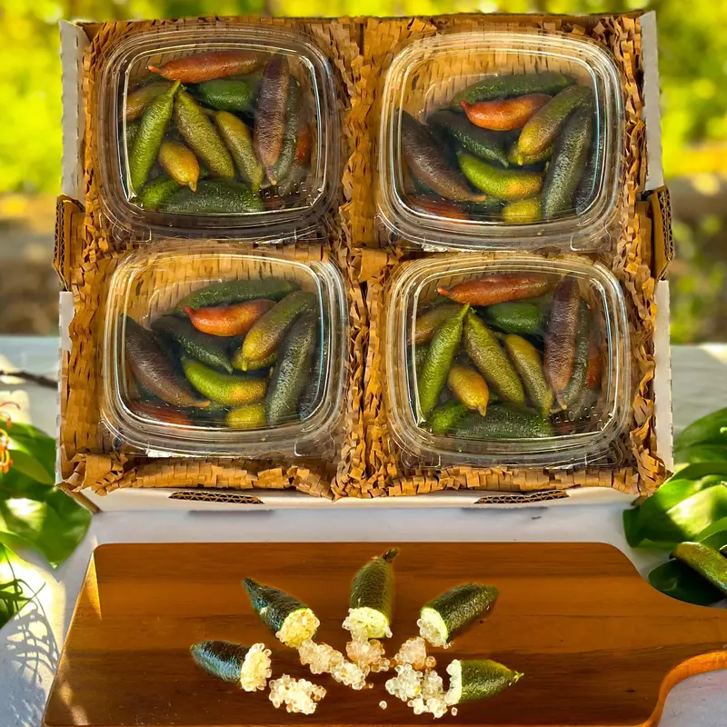 Caviar Lime (Australian Finger Lime)