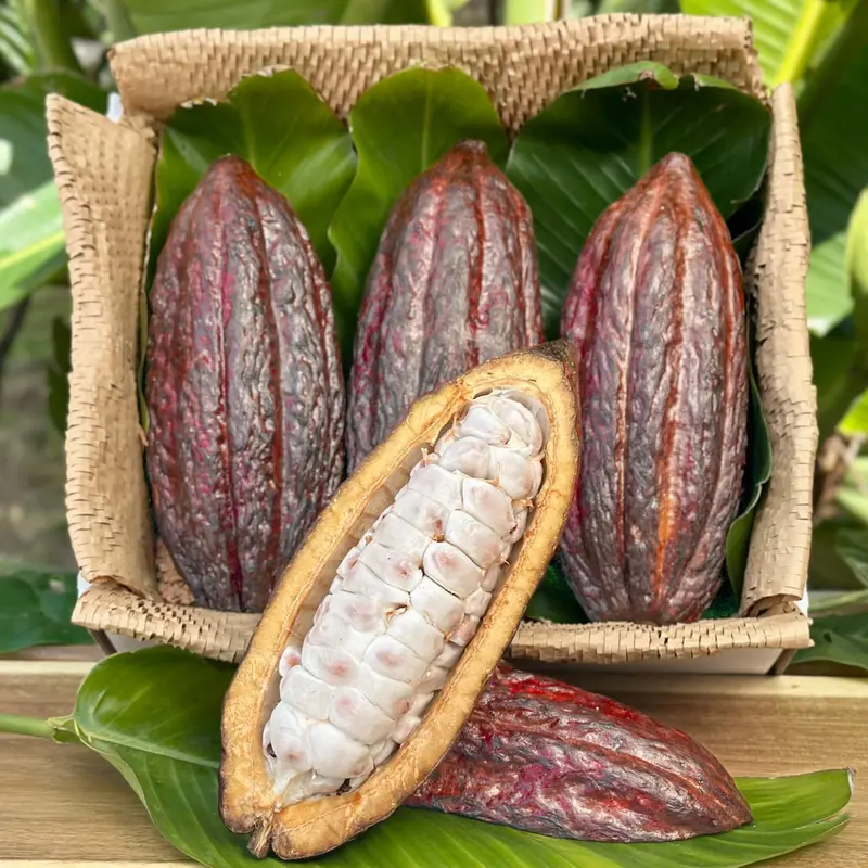 Fresh Cacao Pod (Chocolate)