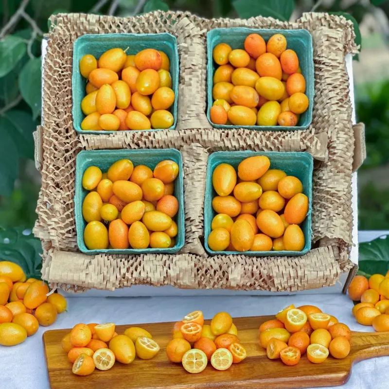 Kumquat Fruit
