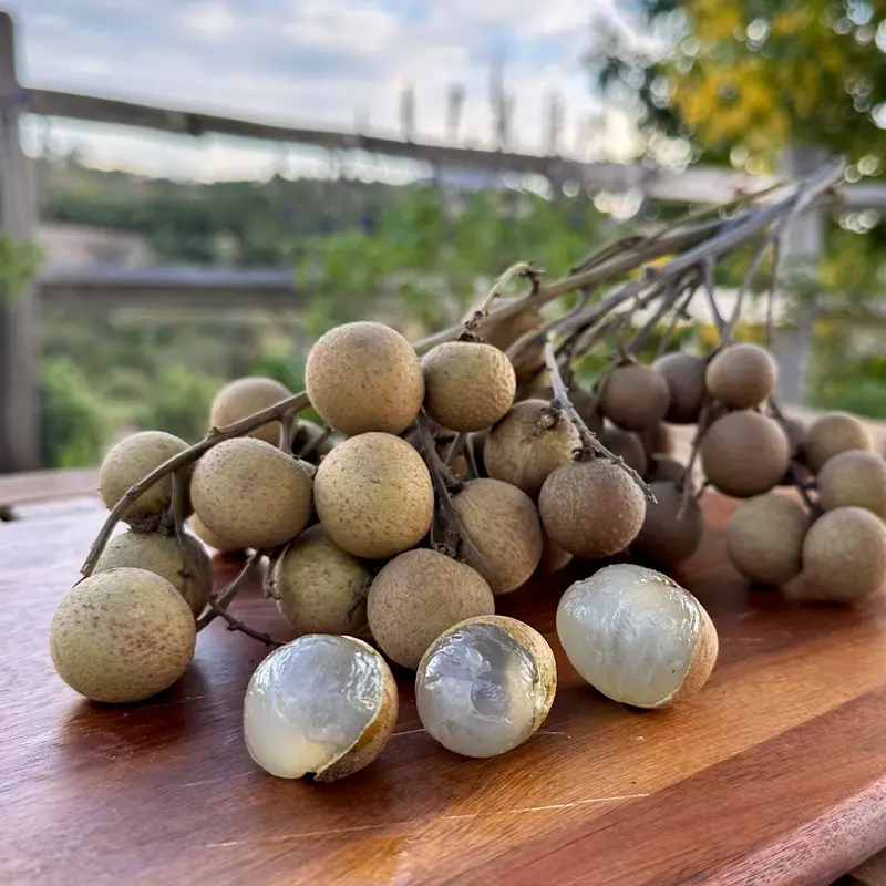 Longan
