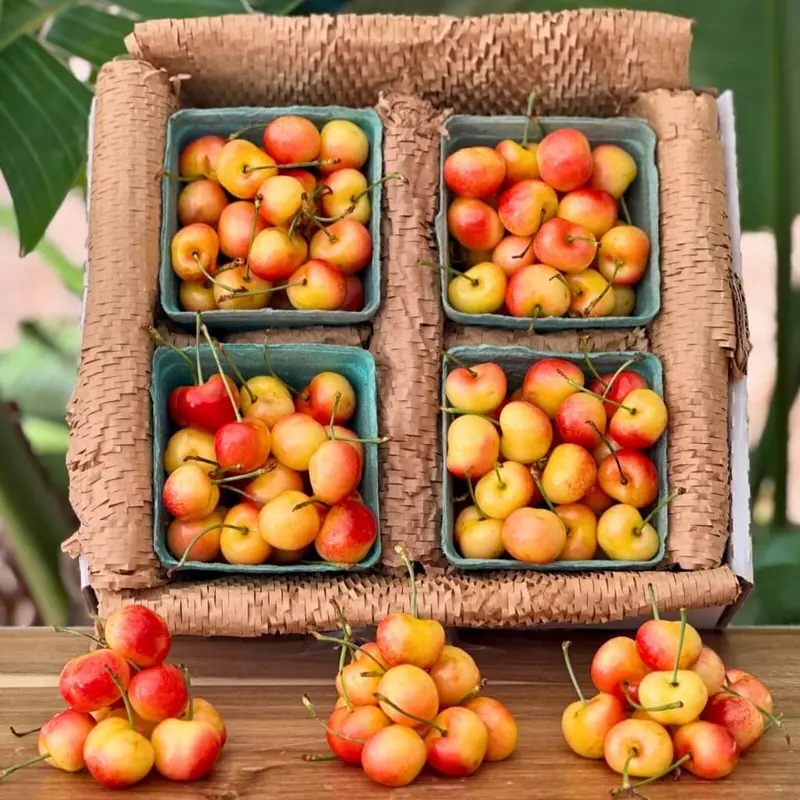 Yellow Rainier Cherry