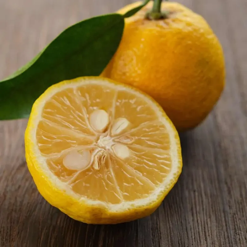 Yuzu Citrus