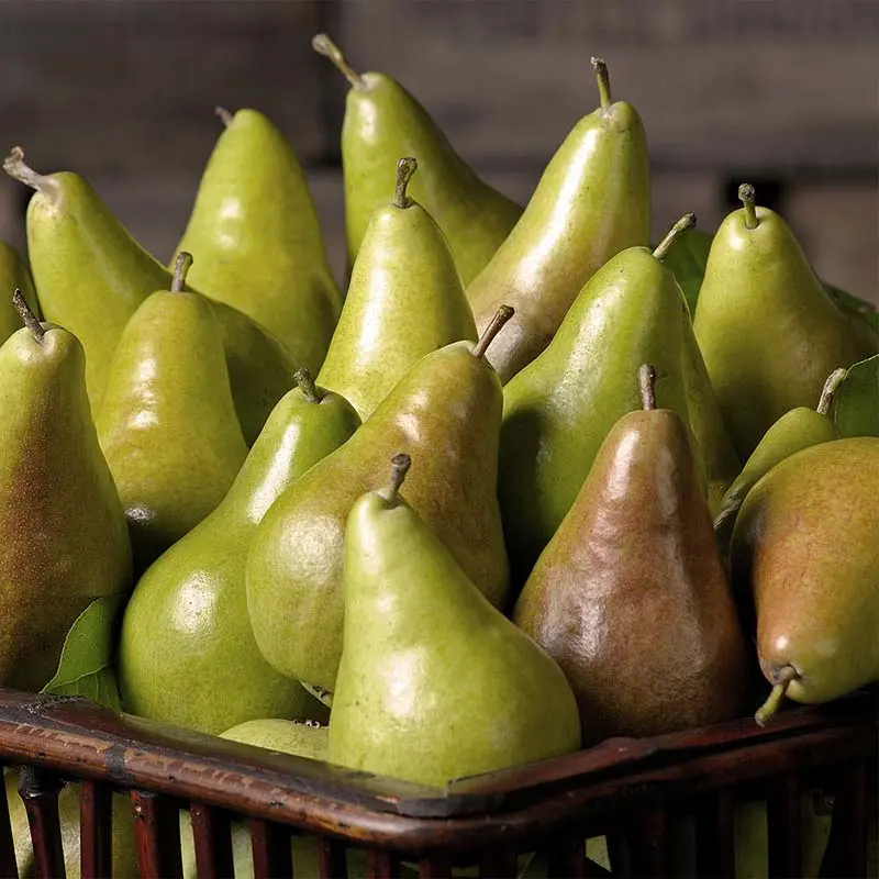 English Concorde Pears