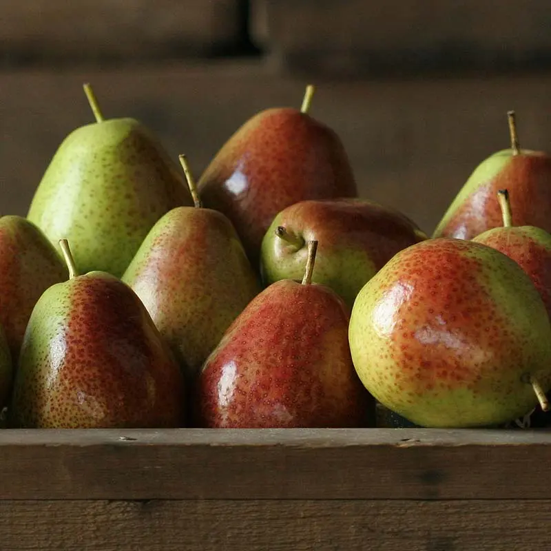 Forelle Mini Pears