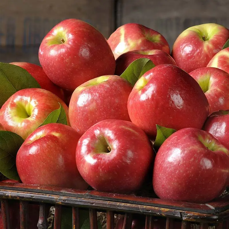 Pink Lady Apples