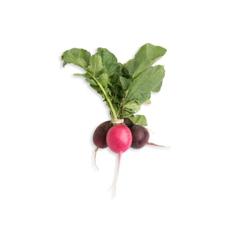 Easter Egg Radish