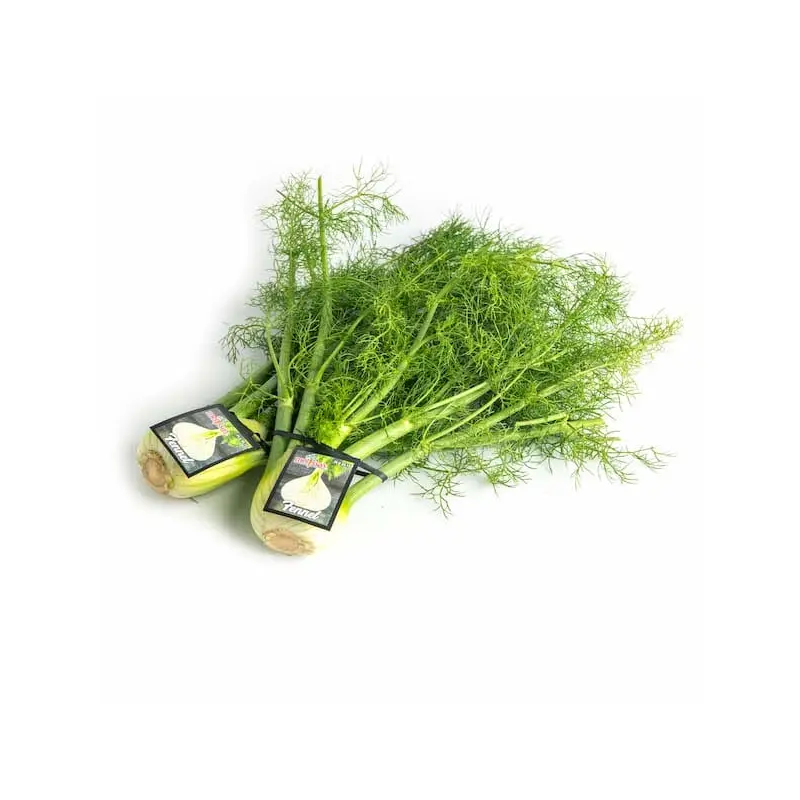 Fennel