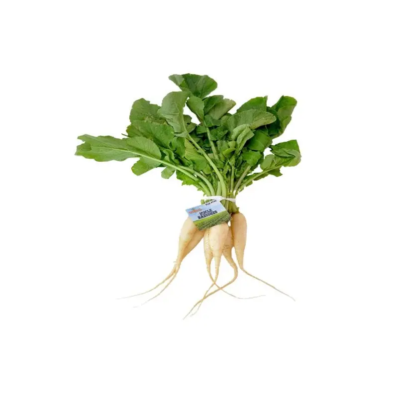 White Icicle Radish