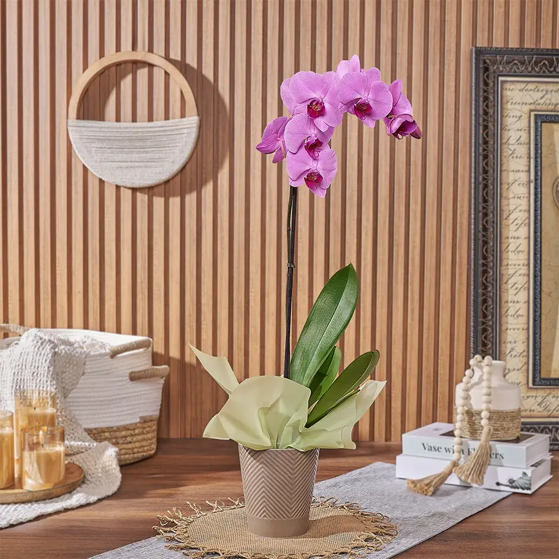 Blushing Orchid Plant Gift