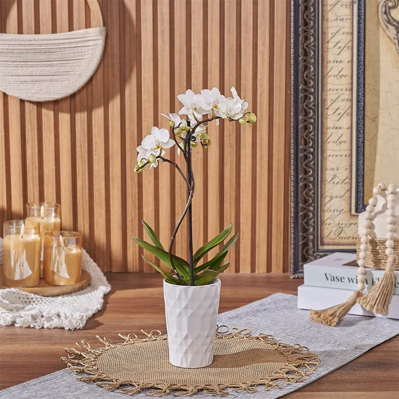 Delicate White Orchid Plant