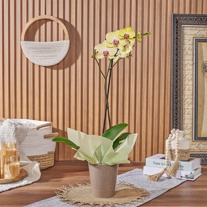 Golden Yellow Orchid Gift