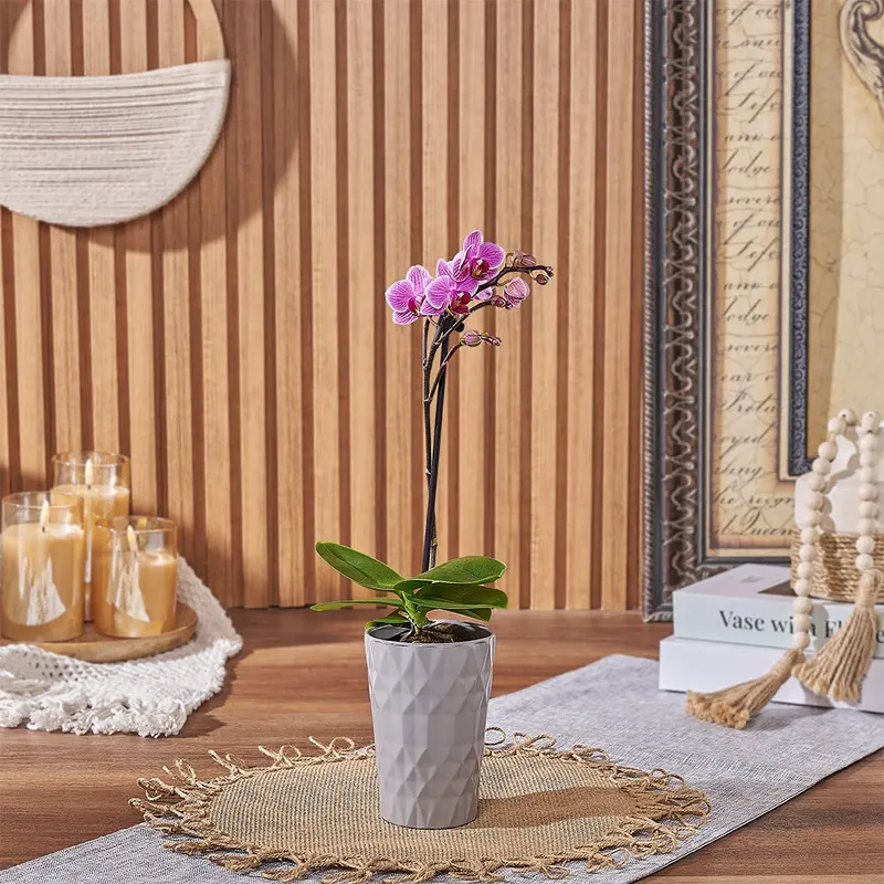 Petite Pink Orchid Gift