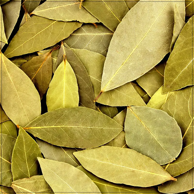 Dry Bay Leaf
