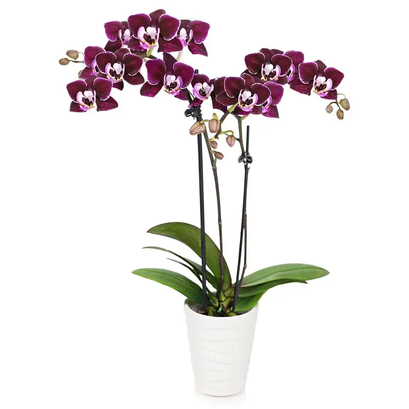 Violet Beauty Orchid Plant